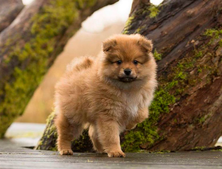 Chiot italien Volpino