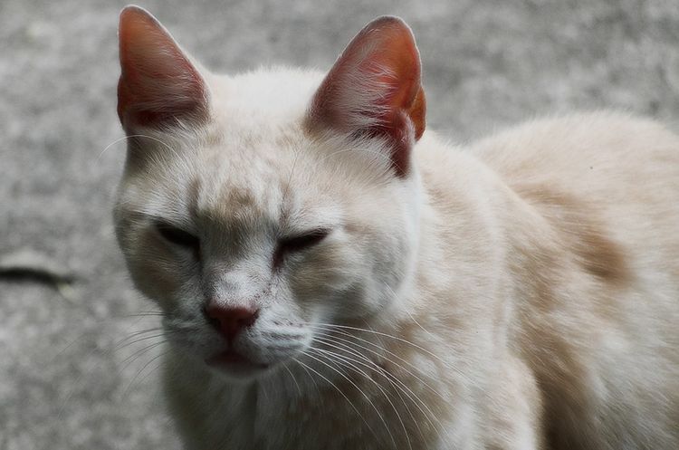 Le chat a l'air malade