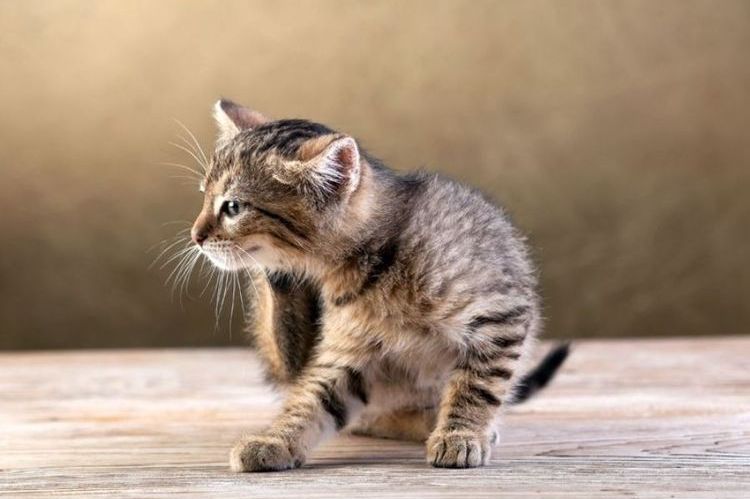 Des puces sur un chaton