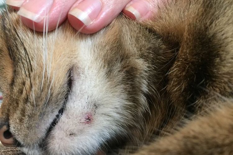 Acné chez les chats