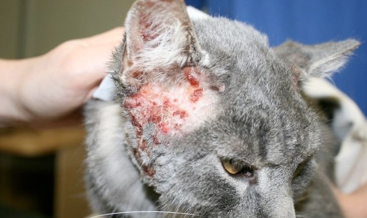 Eczéma chez un chat