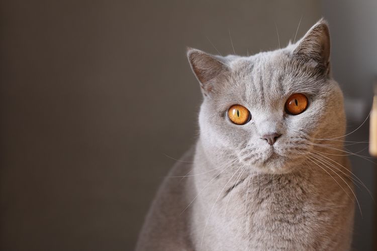 chat British Shorthair