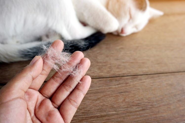 Signes d'allergies chez les chats