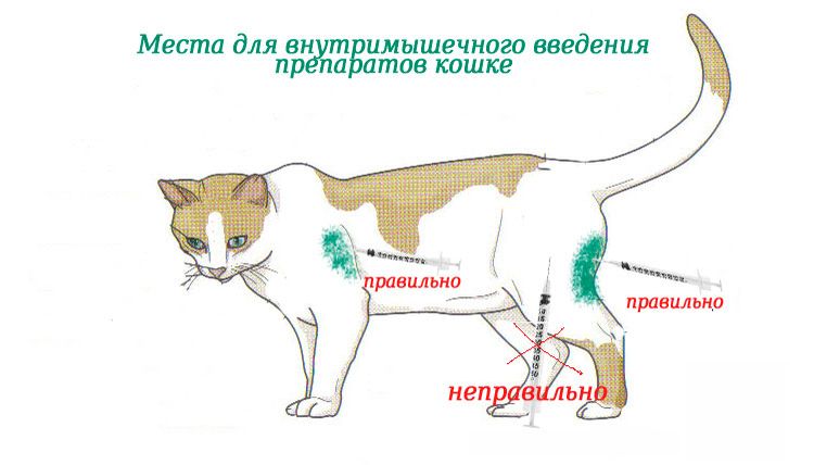 Injections intramusculaires chez un chat