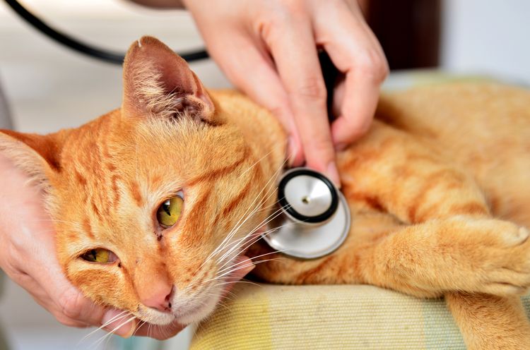 Examiner un chat pour détecter les maladies