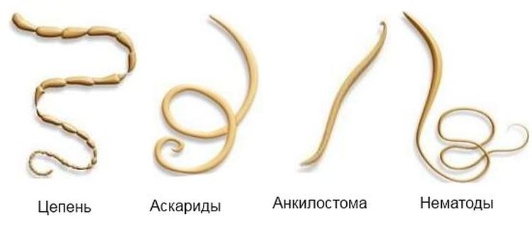 Parasites internes chez les chats