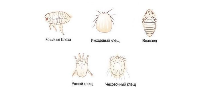 Parasites externes chez les chats