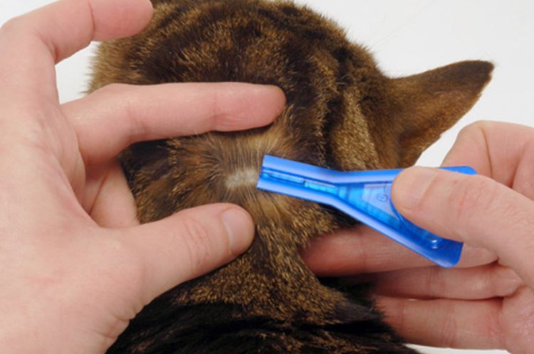 Comment appliquer les gouttes au garrot