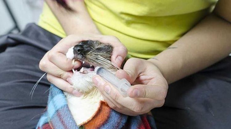 Comment administrer de force une suspension à un chat