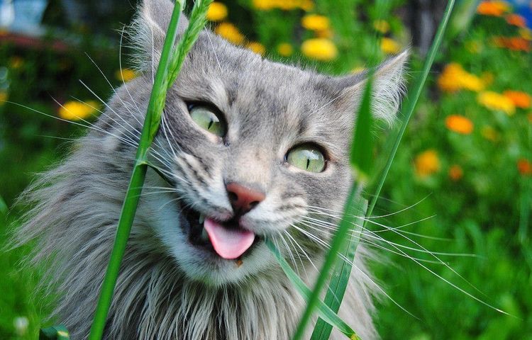 Anthelminthiques pour chats