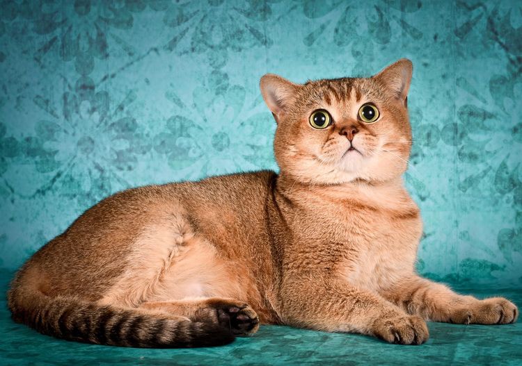 Chat provenant d'une chatterie