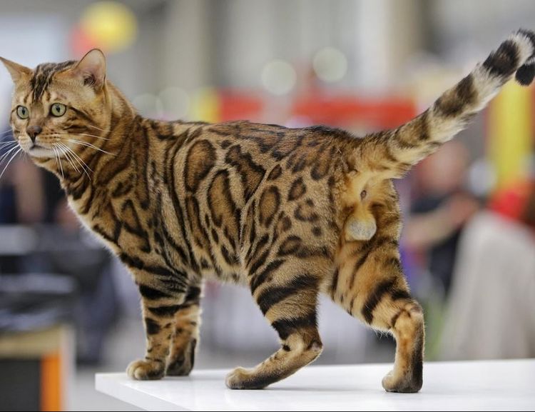 Chat du Bengale lors d'une exposition