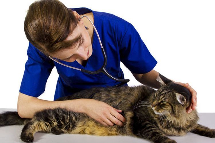 Un chat chez le vétérinaire