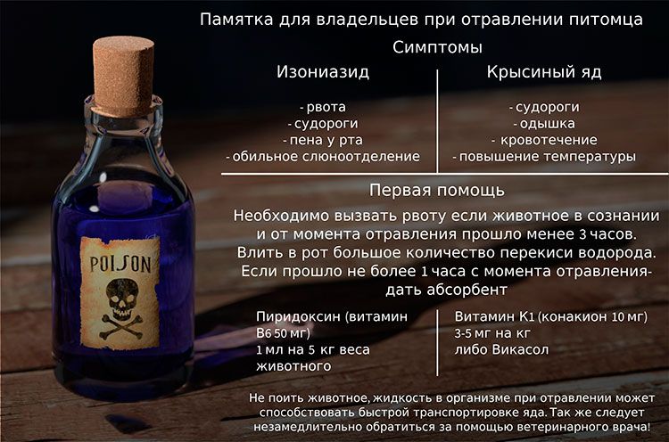 Signes d'empoisonnement chez un chien