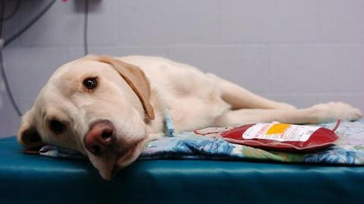 Transfusion sanguine pour un chien