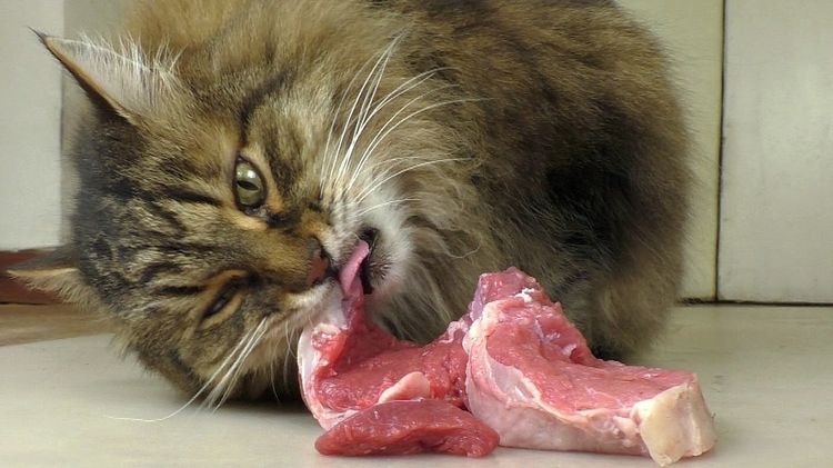 Le chat mange de la viande crue