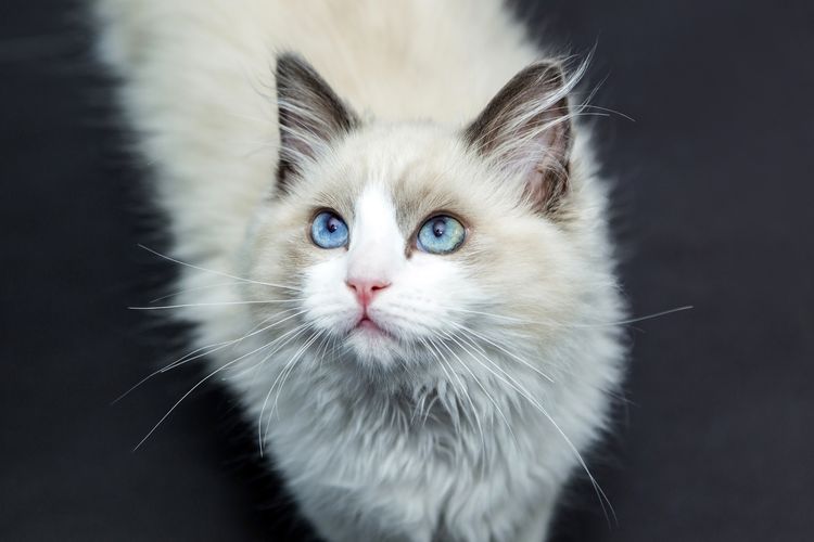 Un chat aux yeux bleus