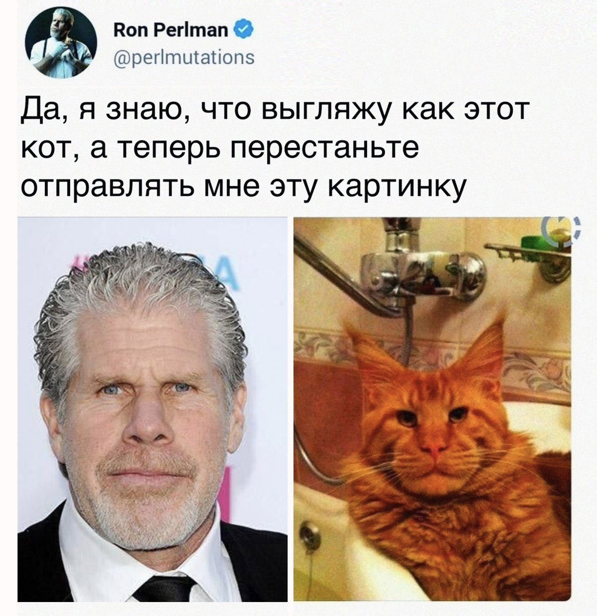 Maine Coon et Perlman