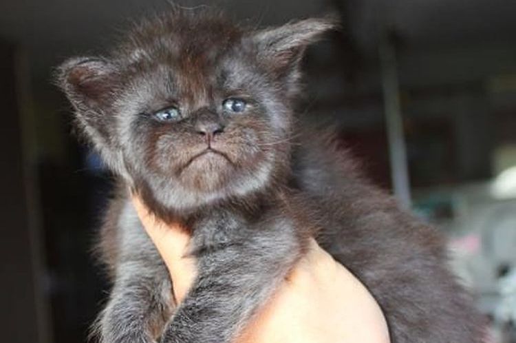 Un chat à visage humain