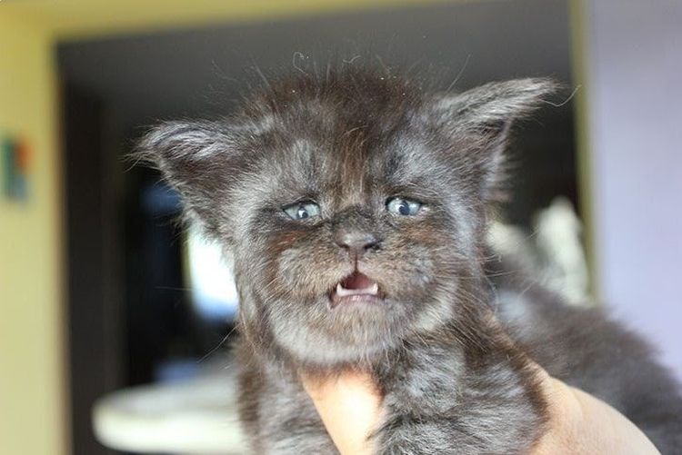 Un chaton au visage humain