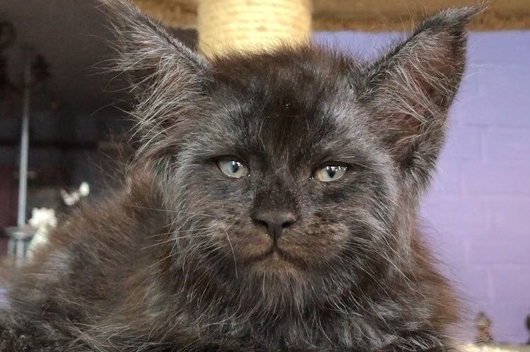 Valkyrie : un chat au visage humain