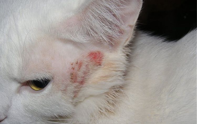 Maladie de peau chez un chat