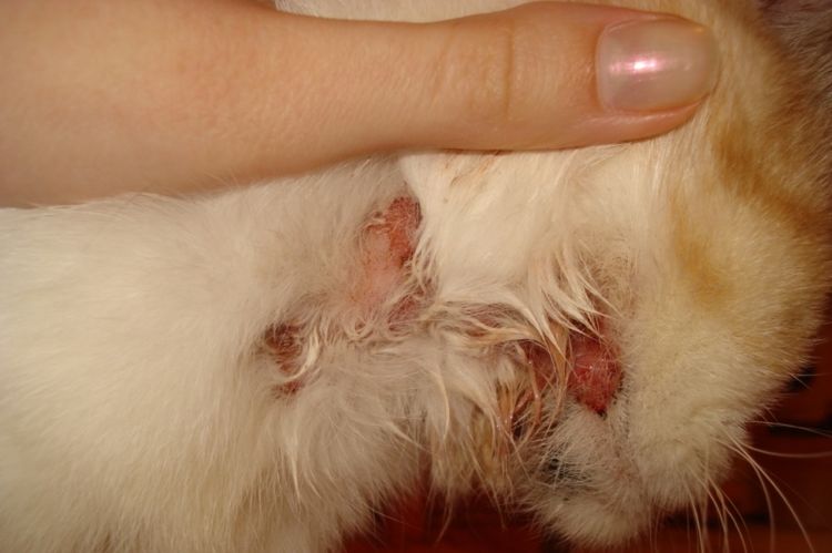 Tache humide sur un chat