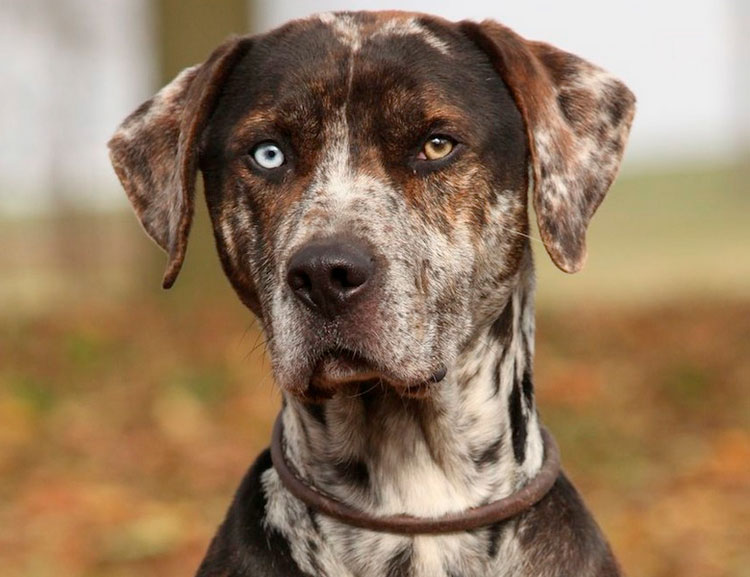 Chien léopard Catahoula couleur
