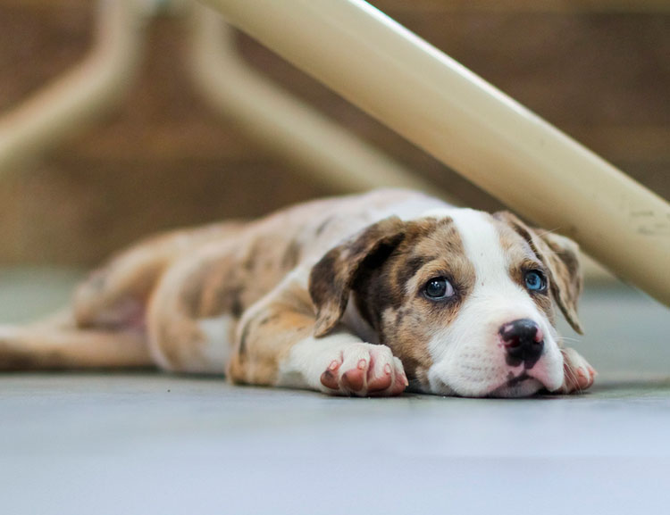 Chiot Catahoula Leopard Dog