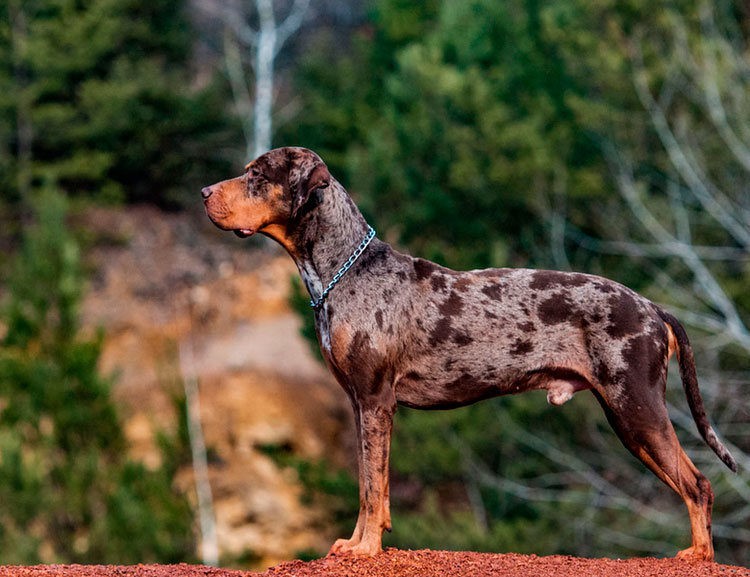 Chien léopard Catahoula merle
