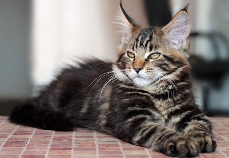 marbre noir Maine Coon