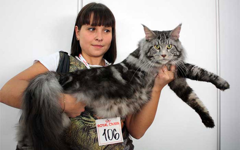 Maine Coon marbré noir sur argent