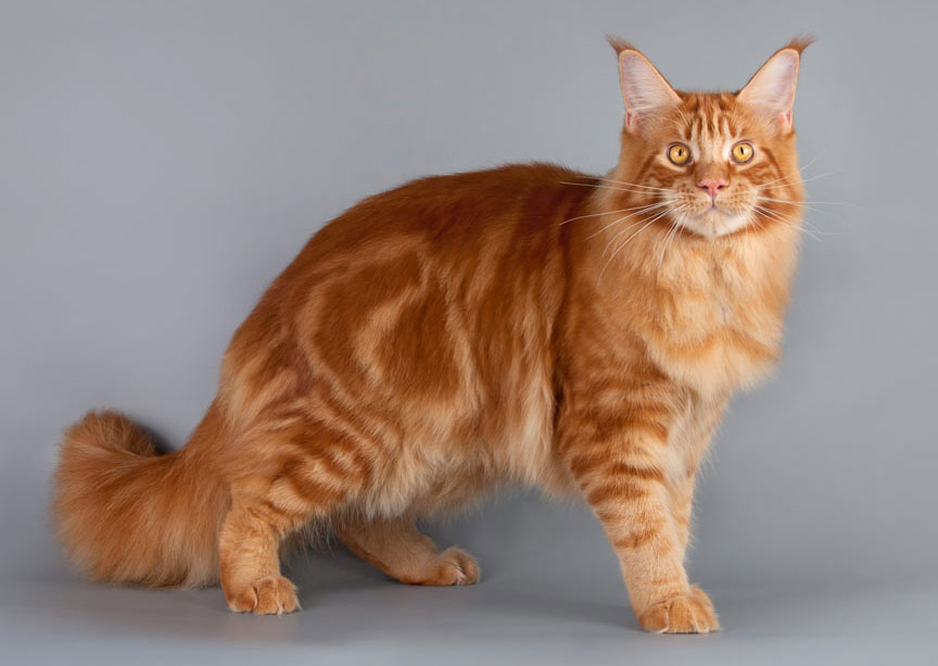 Maine Coon marbré rouge