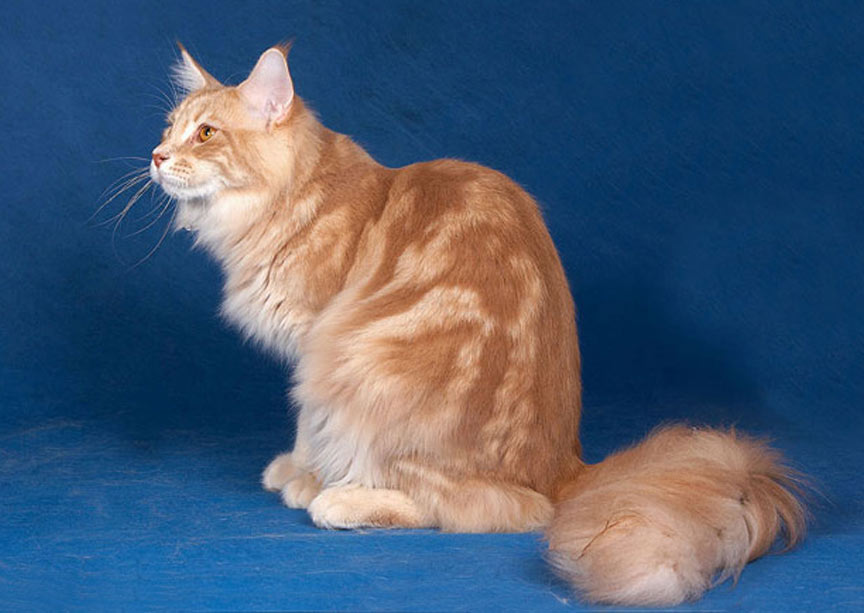 Maine Coon marbré crème
