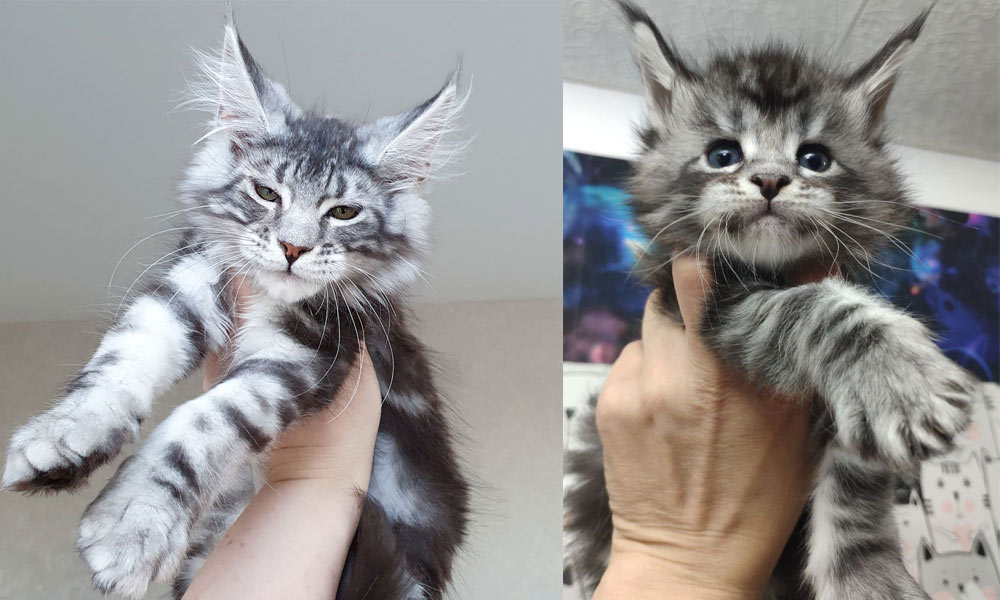 Chatons Maine Coon, marbré noir sur argent