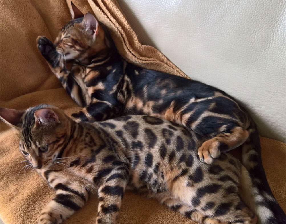 Bengals : régulier et marbré