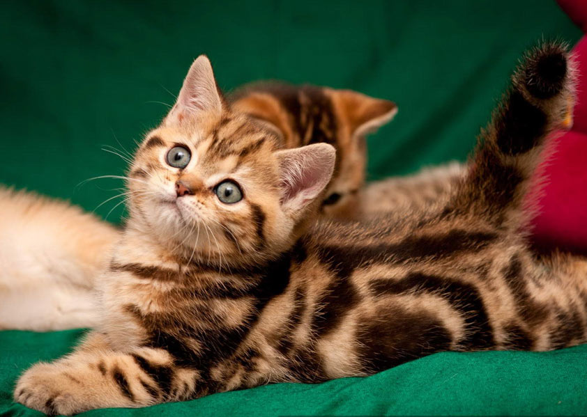 marbre britannique sur or