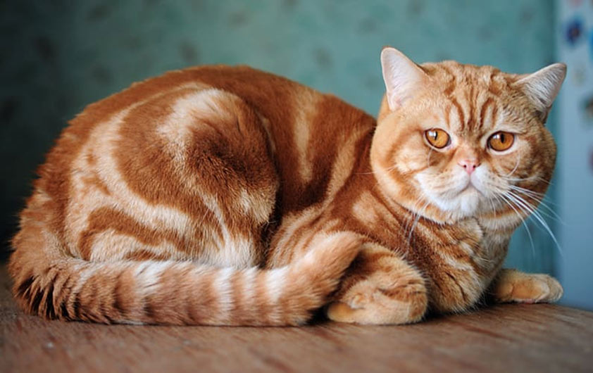 marbre rouge britannique