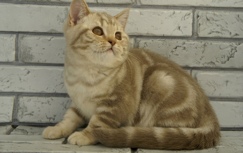 Marbre crème britannique