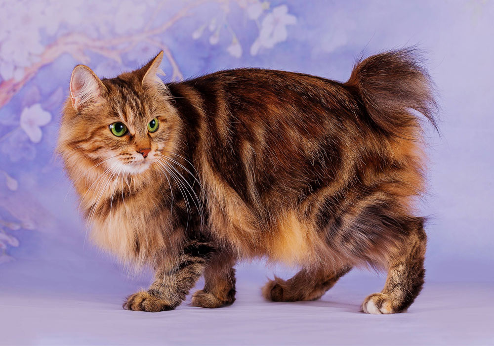 Bobtail marbre noir sur or