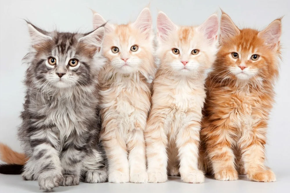 Coons marbrés du Maine