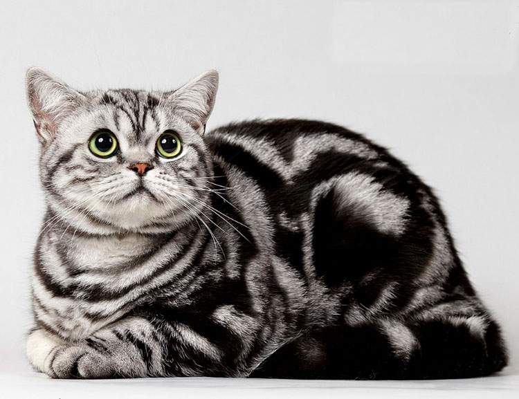 British Shorthair (marbré noir sur argent)