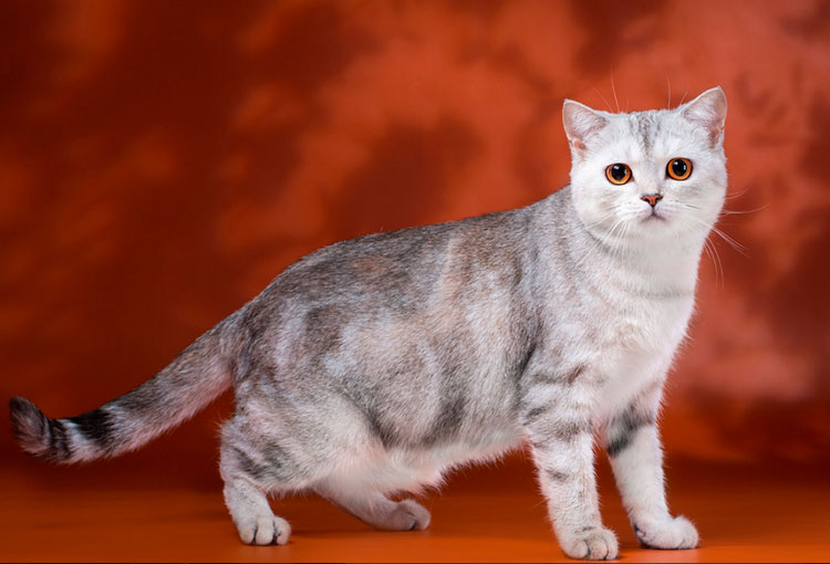 Chat Scottish Straight de couleur écaille de tortue marbrée