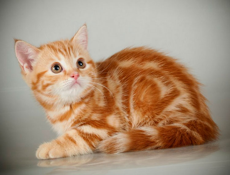 Chaton marbré rouge