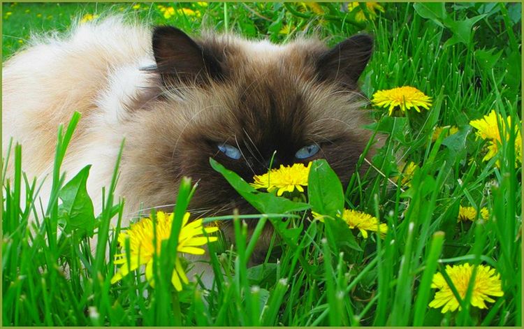 Chat dans les pissenlits