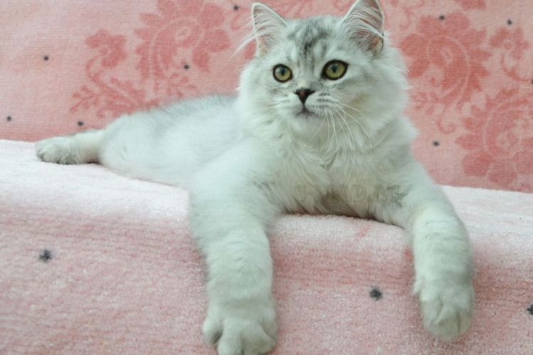 Intensité de l'élevage de chats Scottish Fold