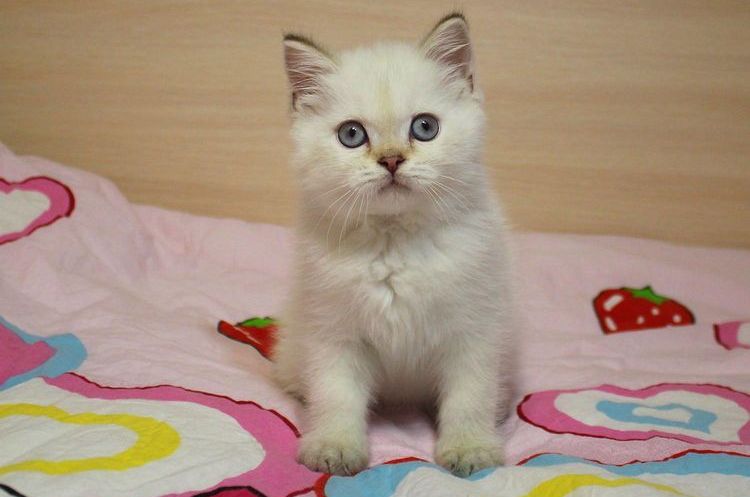 Chatterie Snow City Scottish Fold