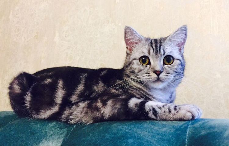 Élevage de Scottish Fold style Jasmine