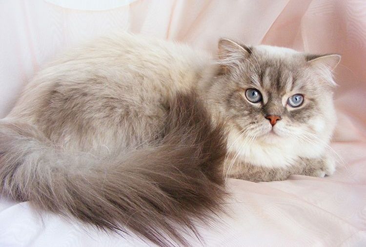 Chatterie Scottish Fold Lissyonok-Wookiee