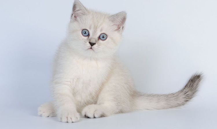 Anthologie des chats Scottish Fold